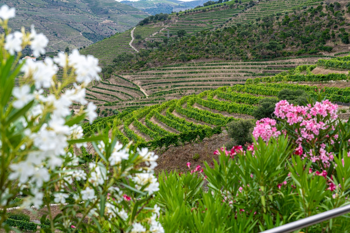 Terraced vineyards descending steeply to the Douro river in autumn, with quinta buildings visible on the hillside